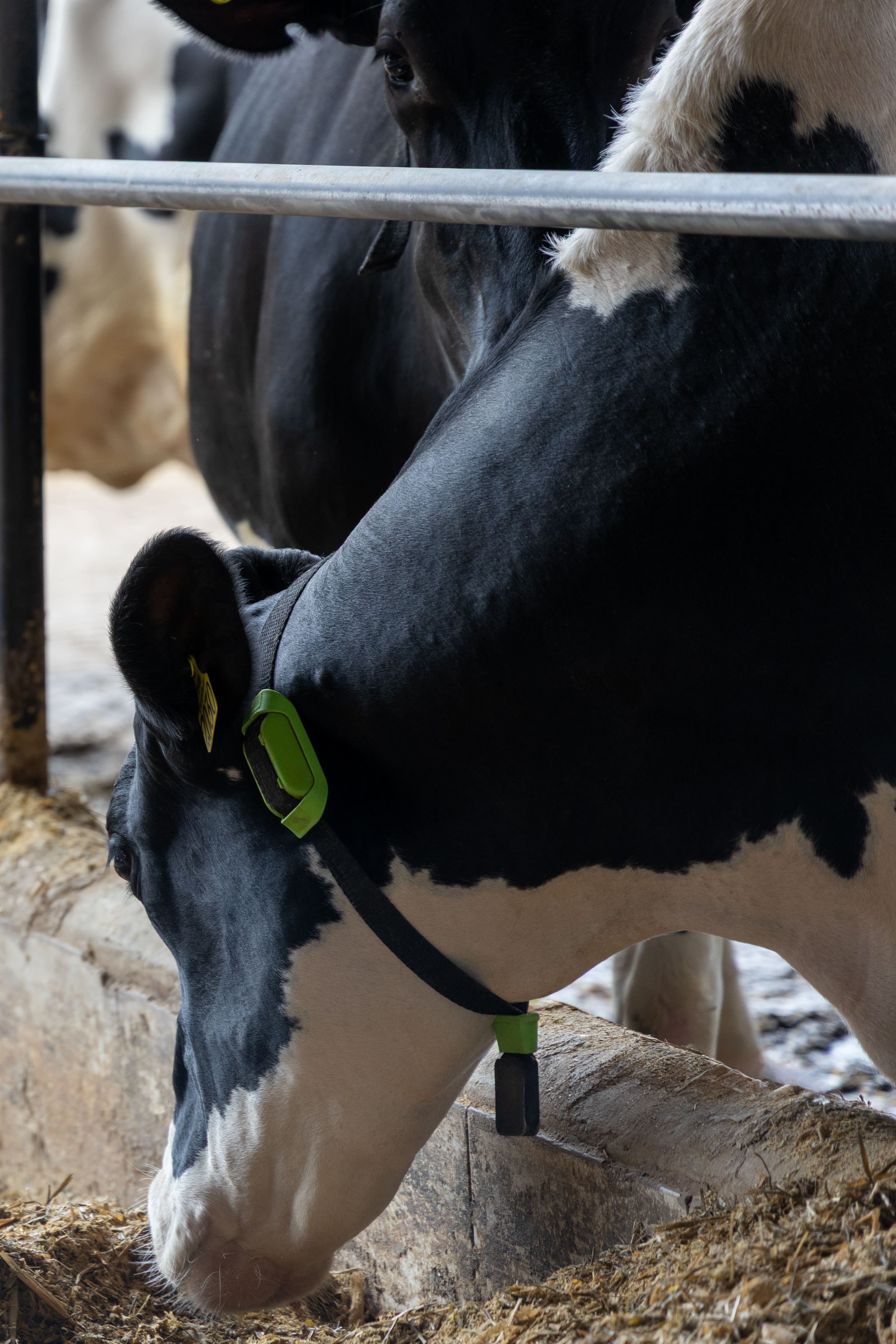 Vacas com coleira Cowmed
